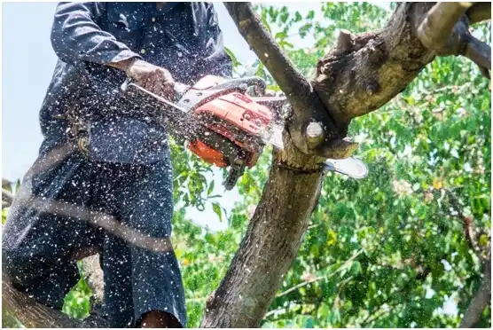 tree services Barre